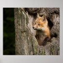 Recherche de renard rouge bébé posters Faune
