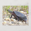 Recherche de petite tortue cartes postales Animaux