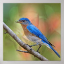 Recherche de oiseau bleu oriental posters Nature