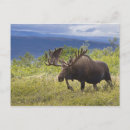Recherche de orignaux de taureau cartes postales Antlers