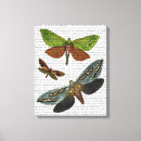 Recherche de mouche impressions sur toile Animaux