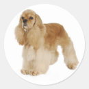 Recherche de cocker autocollants Chien
