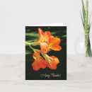 Recherche de blanc lilly Nature