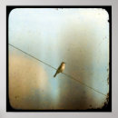 Recherche de oiseaux sur un fil posters Nature