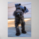 Recherche de miniature posters Animal