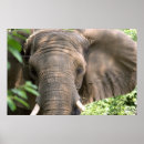 Recherche de indien photographie Sauvage