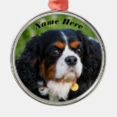 Recherche de caillou ornements Animal