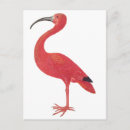 Recherche de flamant exotique cartes postales Floride