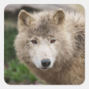 Recherche de yeux de loup autocollants Sauvage