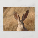 Recherche de grandes oreilles cartes postales Animaux