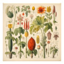 Recherche de herbier posters Floral
