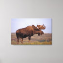 Recherche de orignaux de taureau art Alaska
