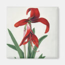 Recherche de lis magnets Plante