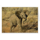 Recherche de african elephant cartes postales Loxodonta africana