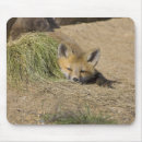 Recherche de alerte tapis souris Faune