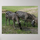 Recherche de zebras posters Photo zebra
