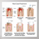 Recherche de traité posters Anatomie