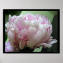 Recherche de rose macro posters Fleur