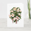 Recherche de hellebores vœux cartes Botanique