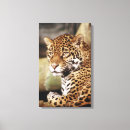 Recherche de animaux sauvages toiles Zoo