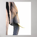 Recherche de jungle africaine posters Afrique