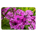 Recherche de violets magnets Fleurs violettes