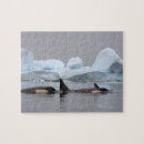 Recherche de orque puzzles Mammifère marin