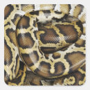 Recherche de python autocollants Animaux