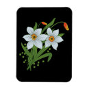 Recherche de tulipes noires magnets Fleur