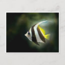 Recherche de poisson noir et blanc cartes postales Aquatique