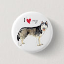 Recherche de siberian husky Chuksha