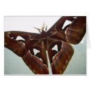 Recherche de papillons et mites cartes postales Nature