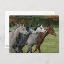 Recherche de headshot cartes postales Breed