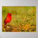 Recherche de cardinal rouge posters Faune sauvage