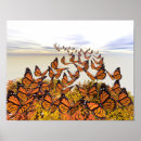 Recherche de de papillon de monarque posters Coloré