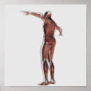 Recherche de anatomie musculaire posters Illustration