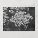 Recherche de mauvaises herbes cartes postales Fleurs