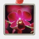 Recherche de orchidée ornements Floraison