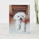 Recherche de tzu vœux cartes Lhasa apso