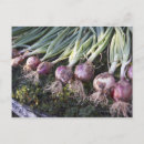 Recherche de oignon cartes postales Photographie