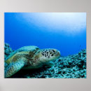 Recherche de créatures de vie marine posters Animaux