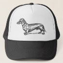 Recherche de teckel chapeaux Chiot