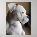Recherche de les boxeurs posters Amoureux des animaux