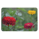 Recherche de zinnia magnets Fleurs