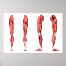 Recherche de ligaments Image numériquement produite