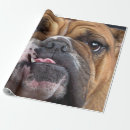 Recherche de bouledogues papier cadeau Amoureux des chiens