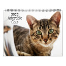 Recherche de minou photographie Humour