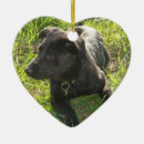 Recherche de chiot berger allemand ornements Alsacien