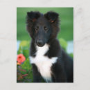Recherche de miniatures cartes postales Chiot