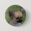 Recherche de chiwawa badges Chiot